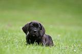 CANE CORSO 1247